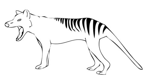 Tasmanian Tiger Yawn Coloring Page